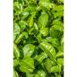 Preview: khadi-shanti-soap-green-tea-100-g~3.jpg