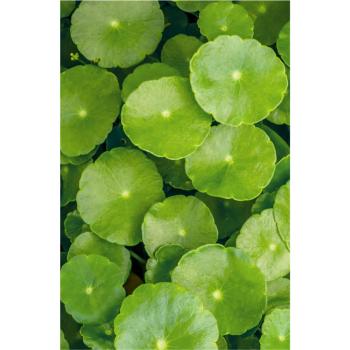 khadi-haaroel-color-care-50-ml~4.jpg