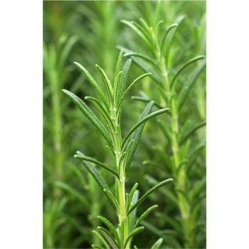khadi-haaroel-vitality-grow-50-ml~4.jpg