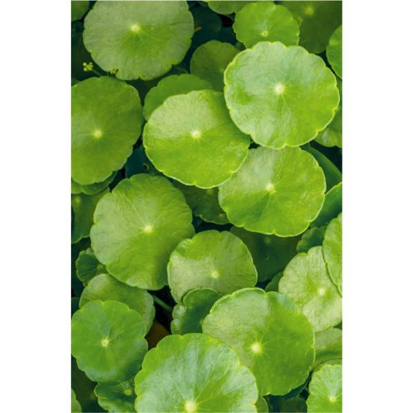 khadi-haaroel-color-care-50-ml~4.jpg