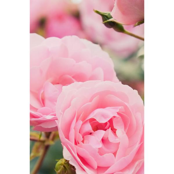 khadi-haaroel-rose-repair-50-ml~4.jpg