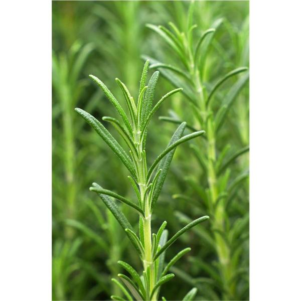 khadi-haaroel-vitality-grow-50-ml~4.jpg