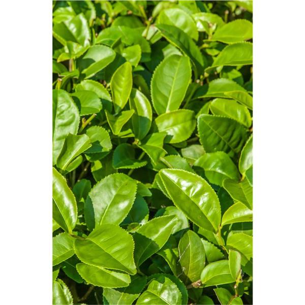khadi-shanti-soap-green-tea-100-g~3.jpg